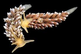 Kết quả hình ảnh cho sên biển