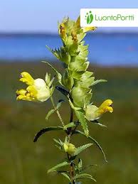 Image result for Dolichos angustifolius