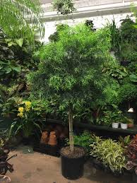 African fern pine is dioecious with separate male and female plants. Oxygen Indoor Plants Blog From The Inside