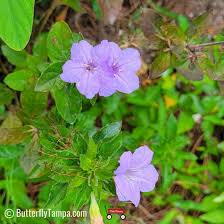 Image result for Ruellia cordata