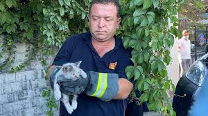 Yavru Kedi Sikistigi Yerden Telefonla Kedi Sesi Dinletilerek Kurtarildi Guncel Yasam Haberleri