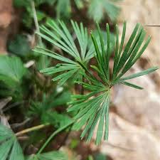 Image result for Actiniopteris radiata