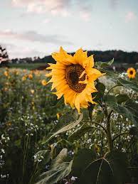 20 Sunflower Pictures Hq Download Free Images On Unsplash Sonnenblumenfeld Bilder Sonnenblumenbilder Sonnenblumen Tapete