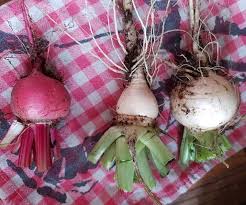 For Today S Harvest I Bring You 1 Upside Down Beetroot And 2 Upside Down Turnips Theupsidedown Homegrown Strangerthings Inhonouro Harvest Turnip Beetroot