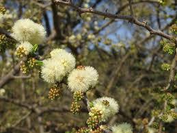 Image result for Acacia mellifera