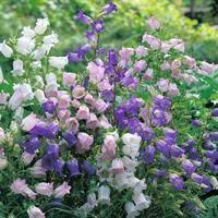 Campanula Canterbury Bells With Images Planting Flowers Flower Garden Perennials