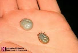 Usually it takes 36 hours for a tick to infect you, if it has lyme bacteria. Ticks And Tick Borne Diseases Nc State Extension Publications