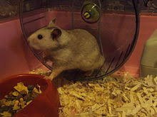 Syrian hamsters can make fantastic companions. Golden Hamster Wikipedia
