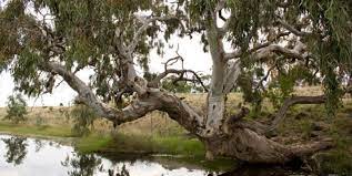 (perfect loop) red gum background detail. The River Red Gum Is An Icon Of The Driest Continent