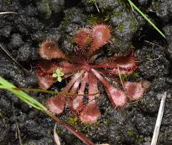 Image result for Drosera natalensis
