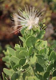 Image result for Capparis cartilaginea