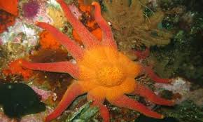 Image result for Stathmostelma spectabile