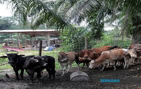 Hewan ini merupakan hewan yang banyak disebutkan dalam alquran, apalagi tiap tiap para nabi mengalami yang namanya mengembala domba atau kambing. Tolak Kerja Di Syarikat Minyak Pemuda Masyuk Jadi Penternak Haiwan