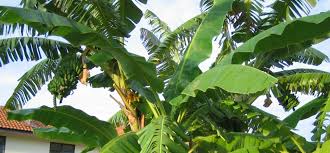 Title slide of gambar bahagian pokok pisang. Pisang Awak Wikipedia Bahasa Melayu Ensiklopedia Bebas
