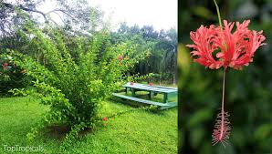 Image result for Hibiscus schizopetalus