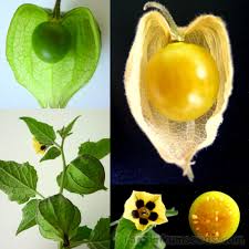 Image result for Physalis peruviana