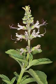 Image result for Ocimum filamentosum