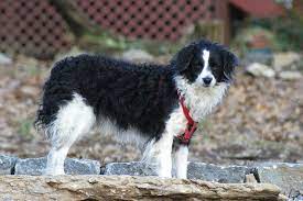50 caney branch rd, shively, wv 25508, usa. Bordoodle Puppies For Sale From Reputable Dog Breeders