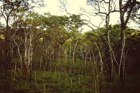 Image result for Brachystegia michelmorei