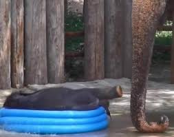 Cand toata lumea este foarte preocupata de dieta si de o alimentatie corecta, susanne eman din arizona are un singur scop: Un Pui De Elefant A Facut Senzatie La Gradina Zoologica Din Texas Vezi Cum A Amuzat Vizitatorii