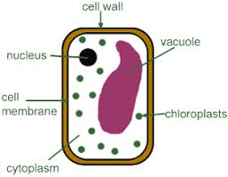 (iii) presence of cell wall. 9th Class Science The Fundamental Unit Of Life Page 7 Of 7 Class Notes