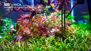 Tanaman yang memiliki bentuk mirip rumput biasa di sekitar rumah ini, bisa tumbuh cepat di dalam akuariu, dan menyebar hingga setinggi 5 meter. 1 Month Update Maintenance Low Tech Aquascape Non Co2 Guppy Tank Part 2 Youtube