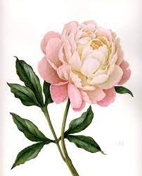 We did not find results for: Botanical Art Inspiration For My Neck And Back Piece Peony Drawing Flower Art Botanical Prints