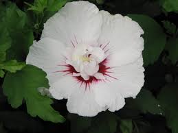 Image result for Hibiscus subreniformis