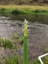 Image result for Eleocharis acutangula