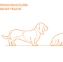 Basset Hound length from www.dimensions.com