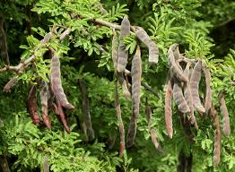 Image result for Acacia kamerunensis