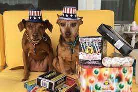 Two Dogs Wearing Patriotic Hats Surrounded By Fireworks Dogs And Fireworks Your Dog Dog Deals