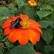 Image result for Tithonia rotundifolia
