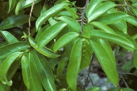 We did not find results for: 5 Manfaat Daun Sirsak Yang Wajib Kamu Ketahui