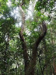 Image result for Monosis conferta