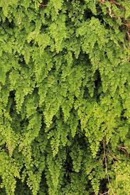 Image result for Adiantum capillus-veneris