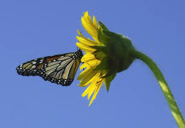But to really attract the monarch butterflies you should have milkweed plants nearby. Taking Flight Lincoln College Students Helping Monarch Butterflies Survive State And Regional Herald Review Com