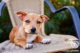 Zurich Cross Breed Dog Waiting Rescue Dogs Dogs