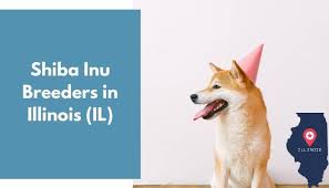 Japan) and our asami go you djenima. 16 Shiba Inu Breeders In Illinois Il Shiba Inu Puppies For Sale Animalfate