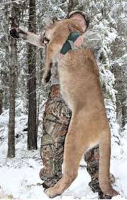 Mar 09, 2021 · kanada ist das naturreiseziel in amerika. 7 Day Mountain Lion Hunt British Columbia Kanada Bookyourhunt Com