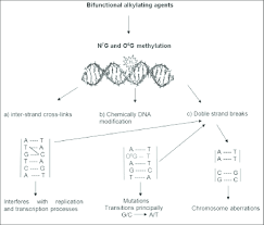 Image result for Alkylating Agent
