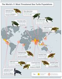 The World S 11 Most Threatened Sea Turtle Populations Save The Sea Turtles Sea Turtle Species