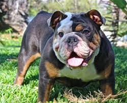 We did not find results for: Blue Tri English Bulldog Price