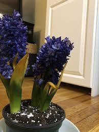 Pin On Gardening