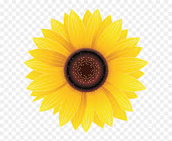 Sunflower Png Image Free Download Searchpng Sun Flower Transparent Png Vhv We provide millions of free to download high definition png images. searchpng sun flower transparent png