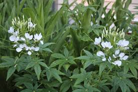 Image result for Cleome stricta