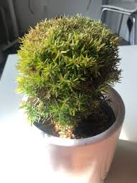 We did not find results for: Pin On Plants