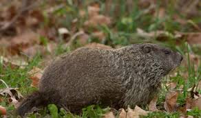 No doubt they have another way in and when stuff wears off they are right back. How To Get Rid Of Groundhogs The Sun Nigeria