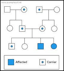 Autosomal Recessive Pedigree Chart Pedigree Chart Dna