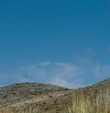 Image result for Chamaeclitandra henriquesiana